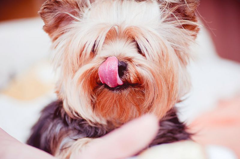 Nomes de cachorros mais comuns no Brasil