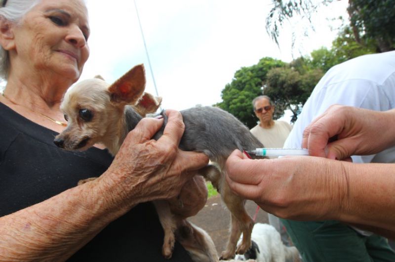 Saúde organiza campanha para vacinar 50 mil animais em Ribeirão Preto/SP