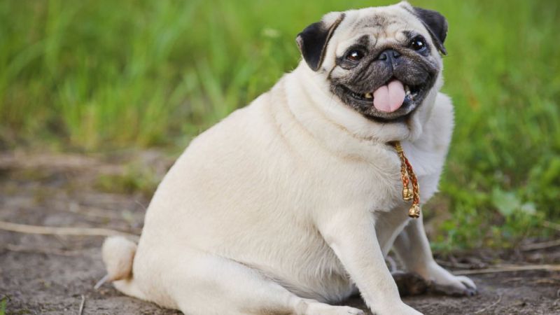 Obesidade canina