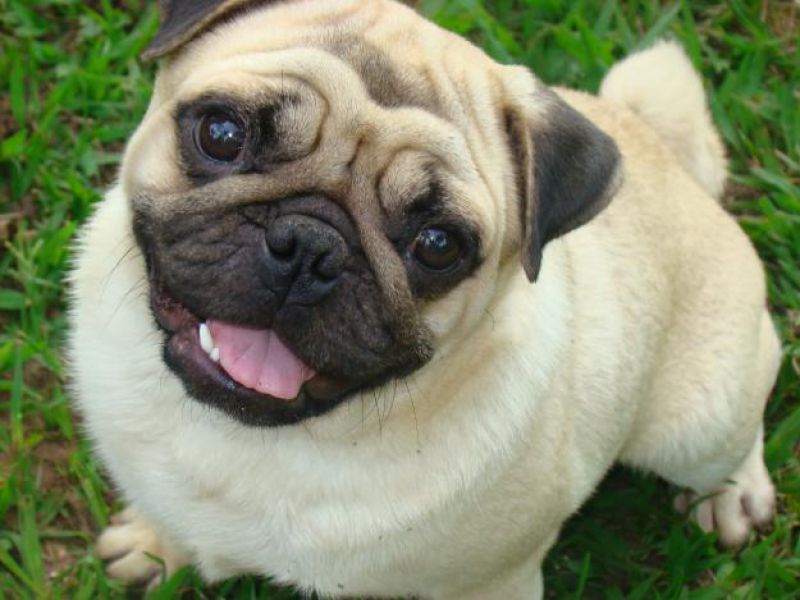 Cachorros roubados