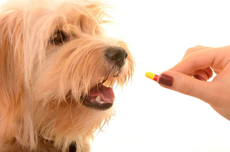 Medicamentos humanos proibidos para os cães