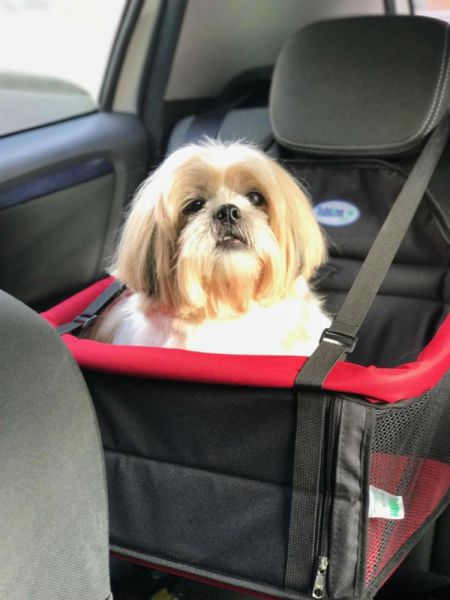 Transporte seu pet com segurança