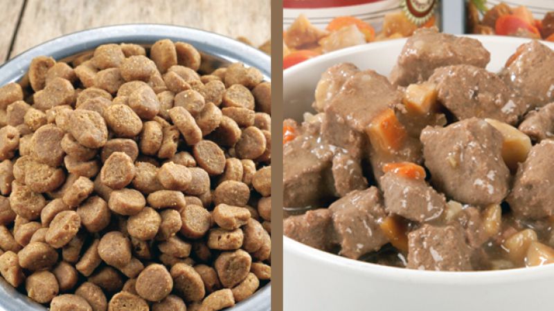 Ração seca ou úmida? Qual é a melhor?