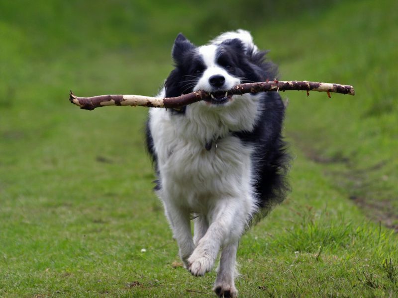 Border Collie