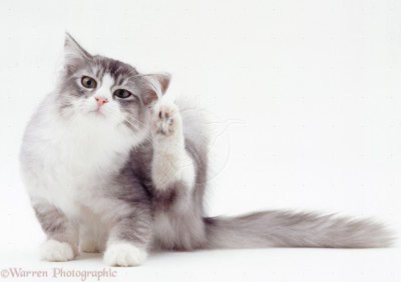 Gatos com alergia alimentar e intolerância