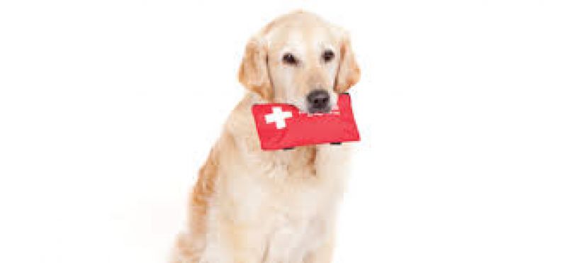 Veterinário alerta para os riscos da intoxicação alimentar em pets
