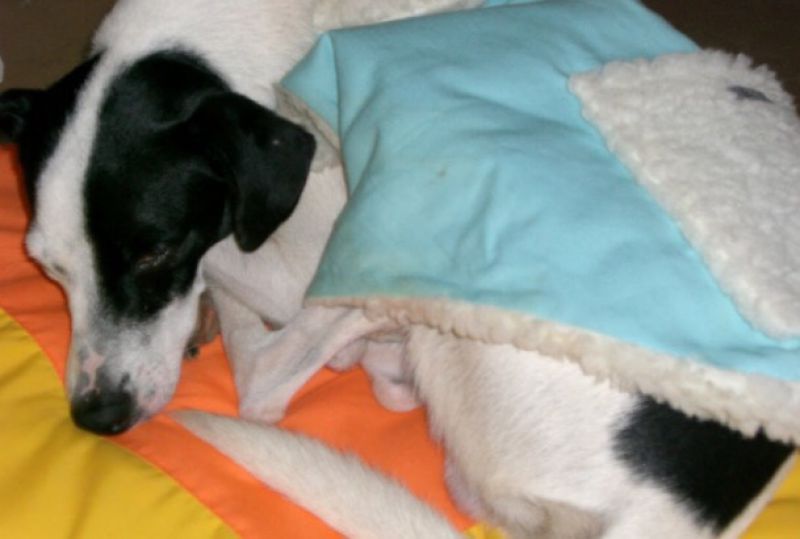 Conheça 8 dicas de cuidados com os pets no inverno