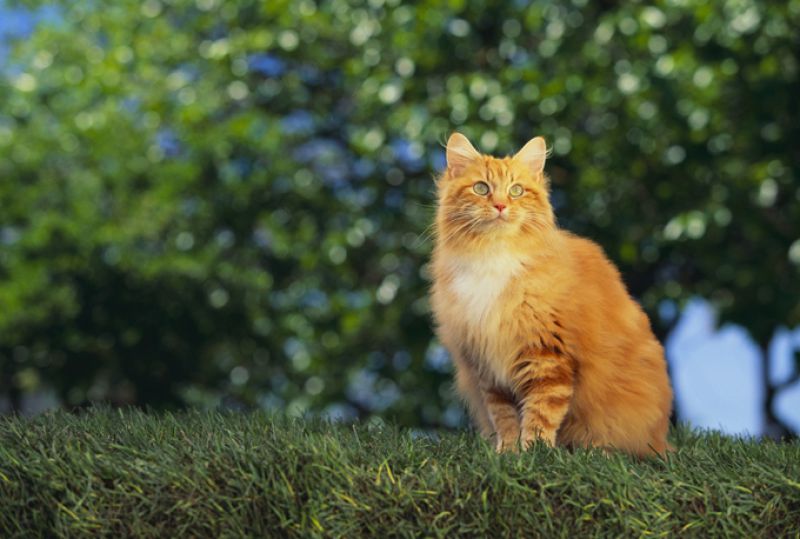 Todo gato laranja é macho?