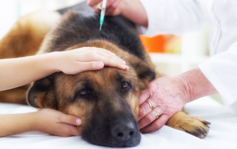 Diabetes em cães: causas, sintomas e tratamento.