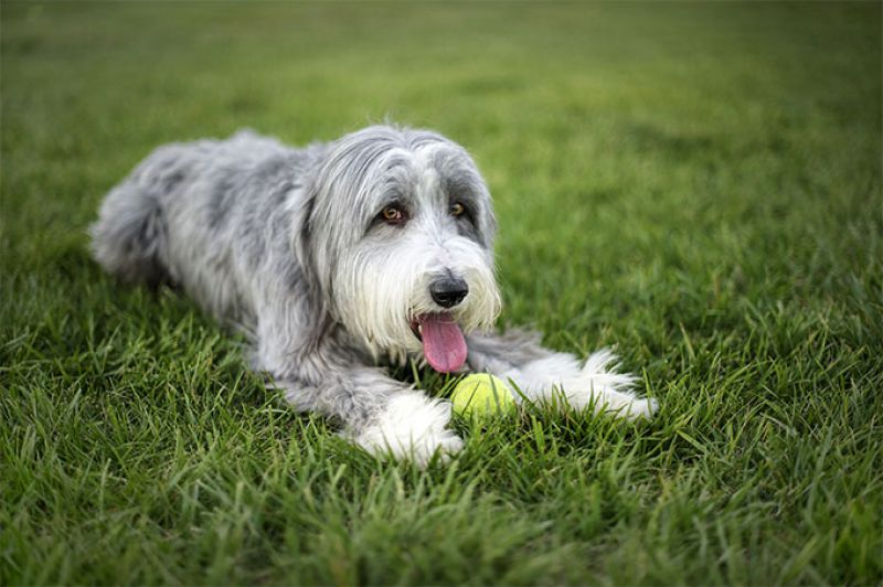 Por que o cachorro deita no chão quando vê outros cães?