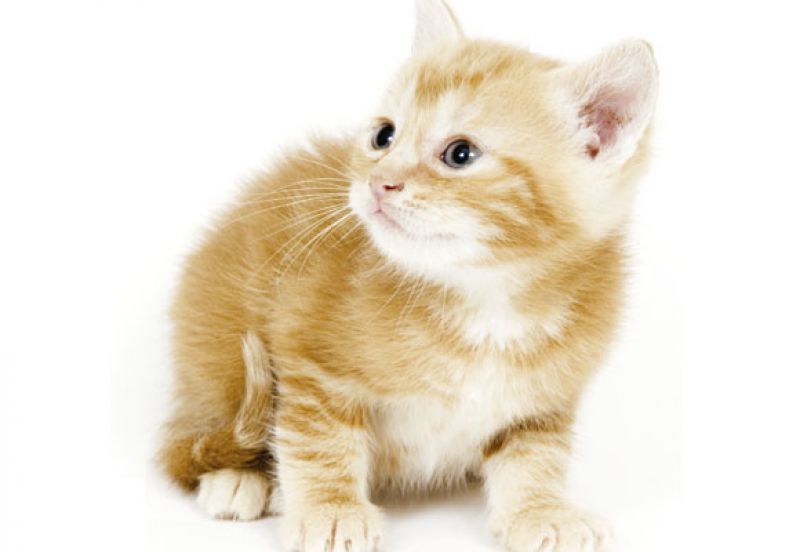 Como saber se meu gato está com verme?