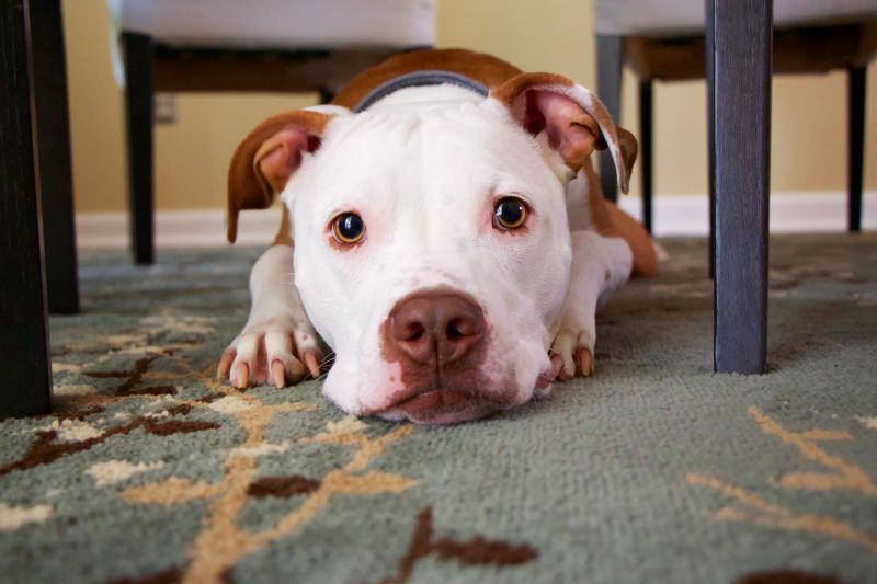 Melhores petiscos para cães