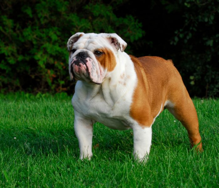Buldogue Inglês (Bulldog)