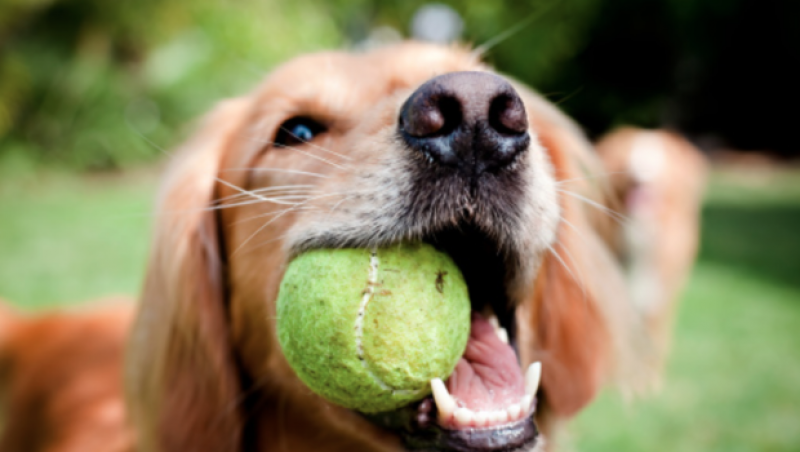Por que os cachorros pegam algo com a boca quando estão muito animados?