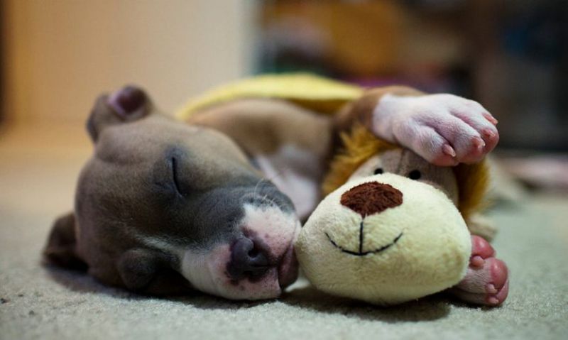 Por que o cachorro treme enquanto dorme?
