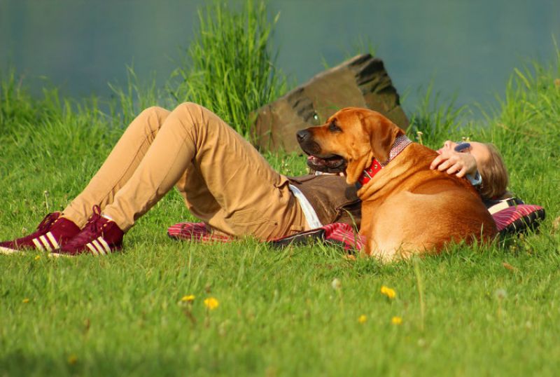 Ciência explica por que o cachorro é o melhor amigo do homem