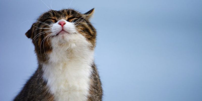 Sinais de gatos felizes