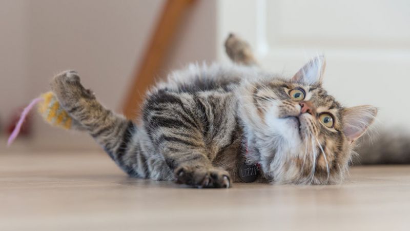 Sinais que mostram que seu gato é muito arteiro