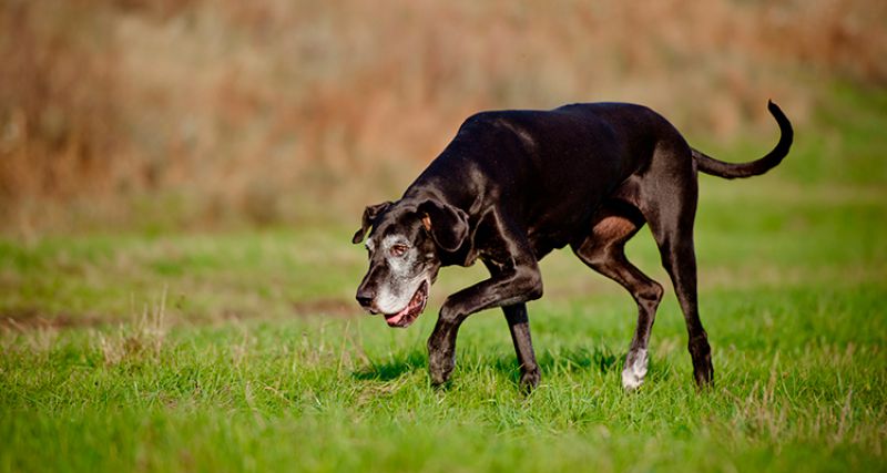 Cuidados especiais com cães idosos