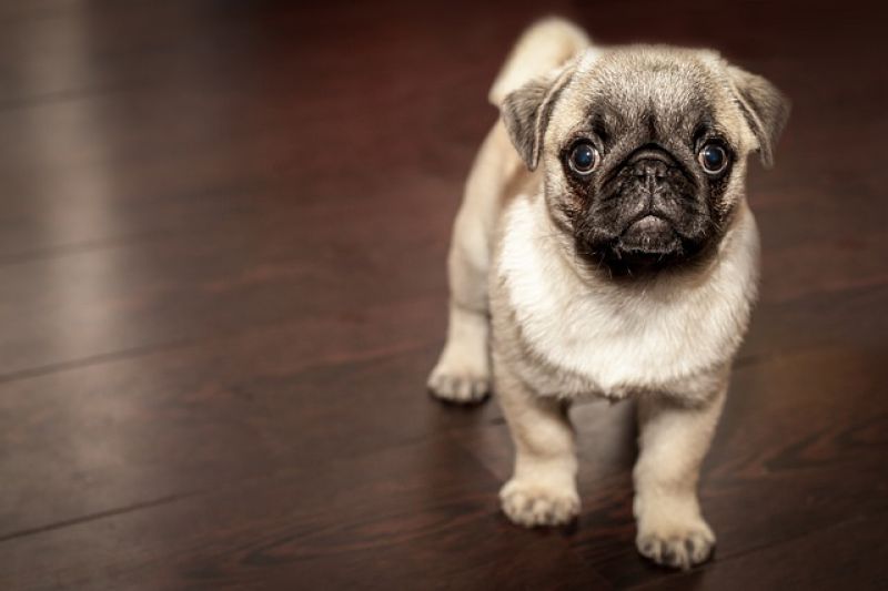 Porque queremos secretamente que os cães fiquem filhotes pra sempre?