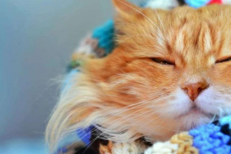Será que é uma boa ideia dar frutas para gatos comerem?