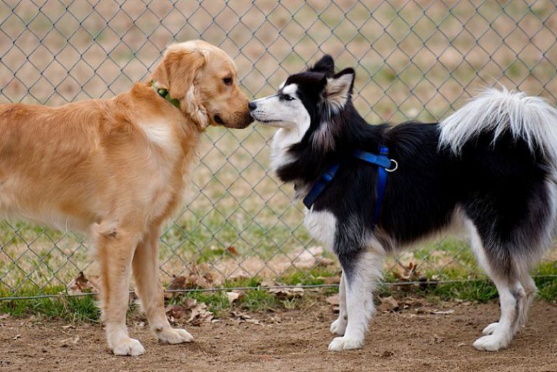 Por que os cachorros lambem o focinho uns dos outros