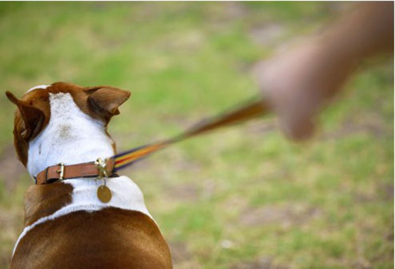 Erros arriscados que os donos de cães cometem e não sabem