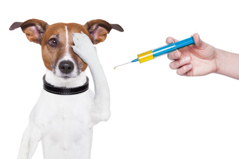 Tudo sobre vacinas de cães filhotes e adultos