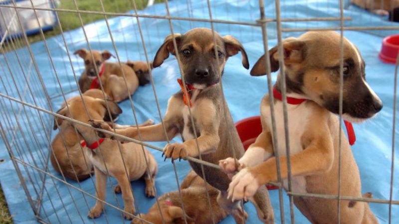 Antes de adotar um filhote de cão