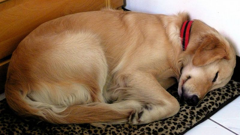 Cachorro com dificuldade para respirar: o que fazer?