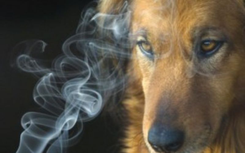 Como um fumante pode proteger seu pet do cigarro?