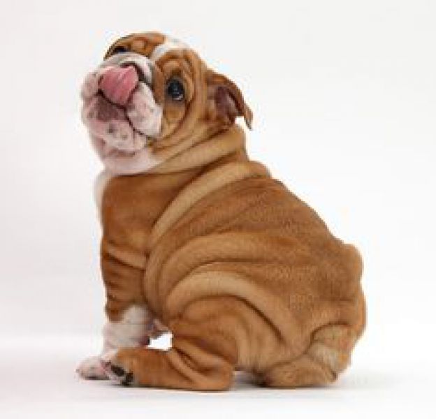 Seu filhote de cachorro morde sua mão?