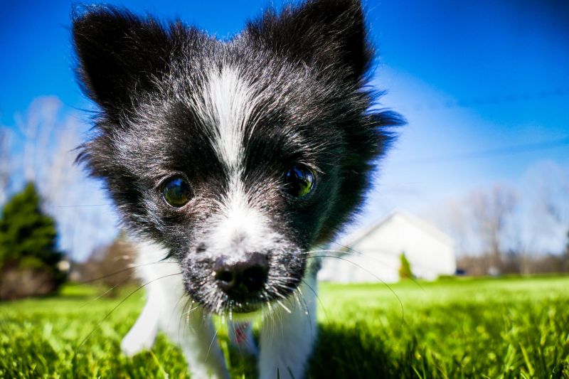 25 Curiosidades sobre cachorros