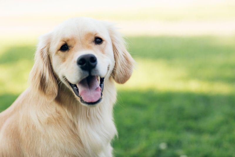3 erros que todos cometem ao ensinar o cachorro a fazer xixi no lugar certo