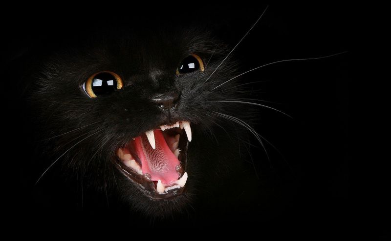 Como lidar com gato estressado?