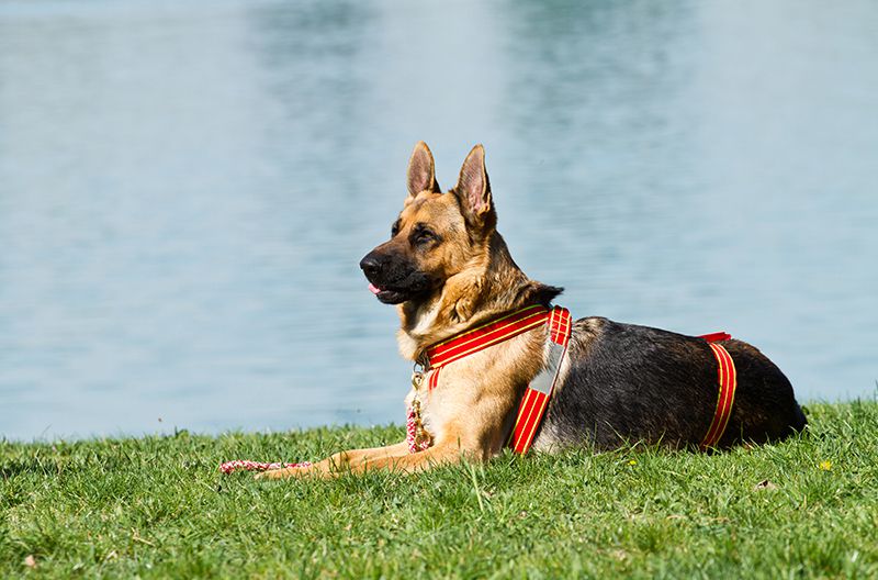 Exercícios para cães idosos