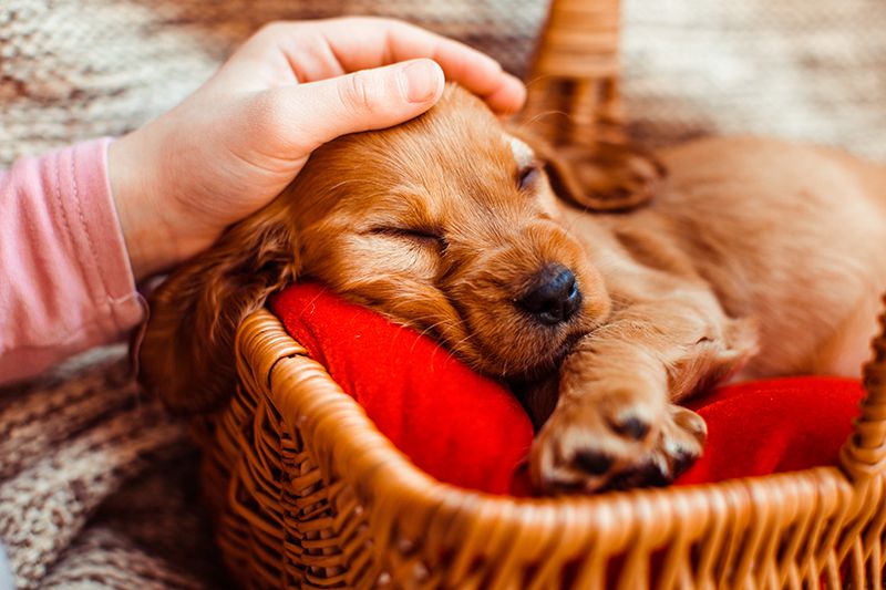 Por que o cachorro dorme tanto?