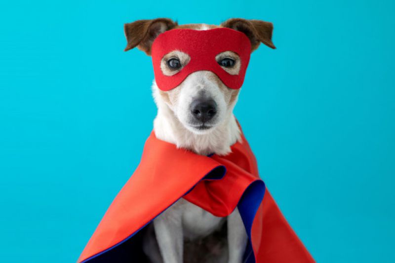Seu pet pode ser herói de outro. Doe sangue!
