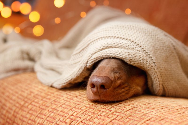 Como saber se meu cachorro sente frio?