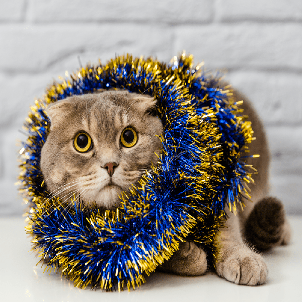 Mantenha o seu Pet em segurança nas festas de final de ano!