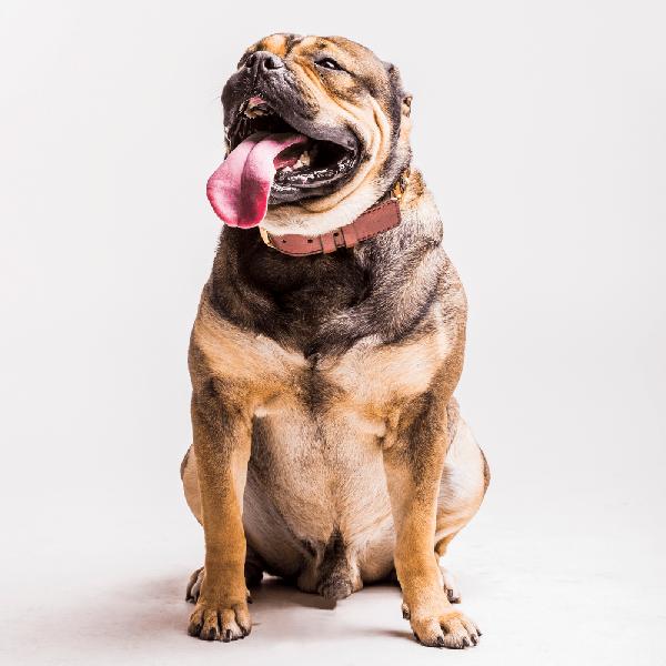 Identifique o seu pet. Em caso de fuga ou perda ele será devolvido.