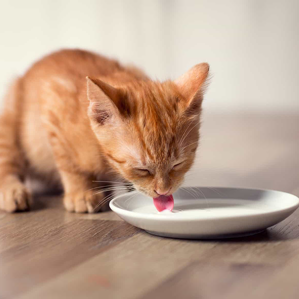 Cães e gatos podem tomar leite de vaca?