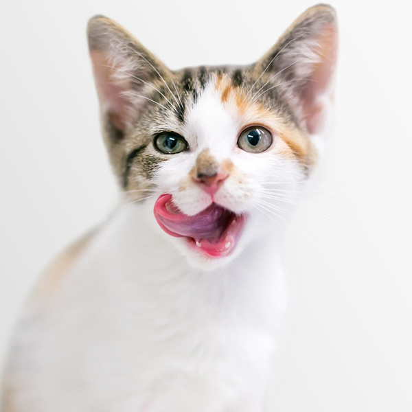 Seu gato não consegue se lamber? Saiba como ajudá-lo.