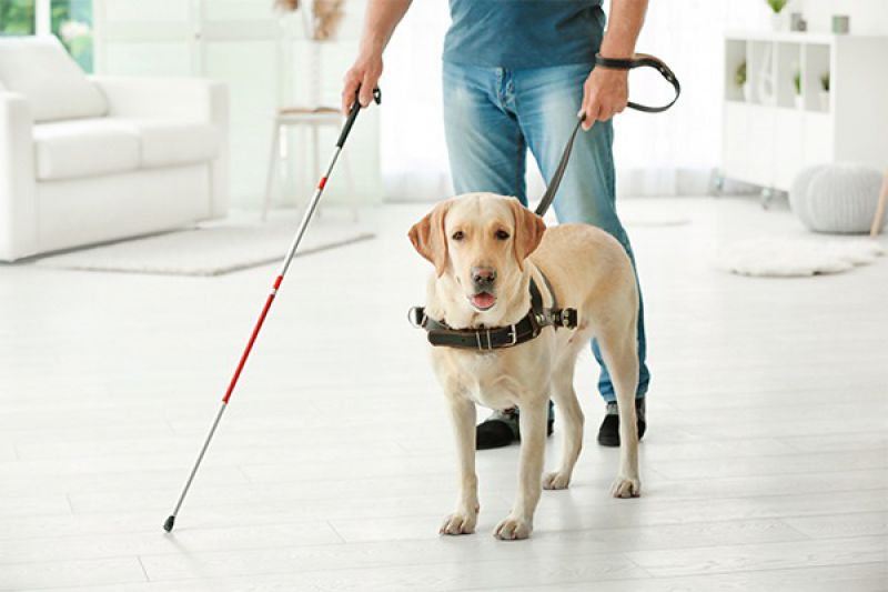 Cães de Assistência, ou anjos da guarda?