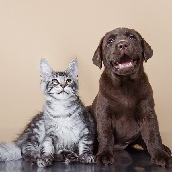 Gato e cachorro podem conviver juntos?