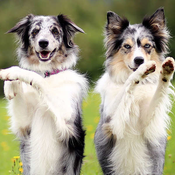 Ensine truques básicos ao seu cão