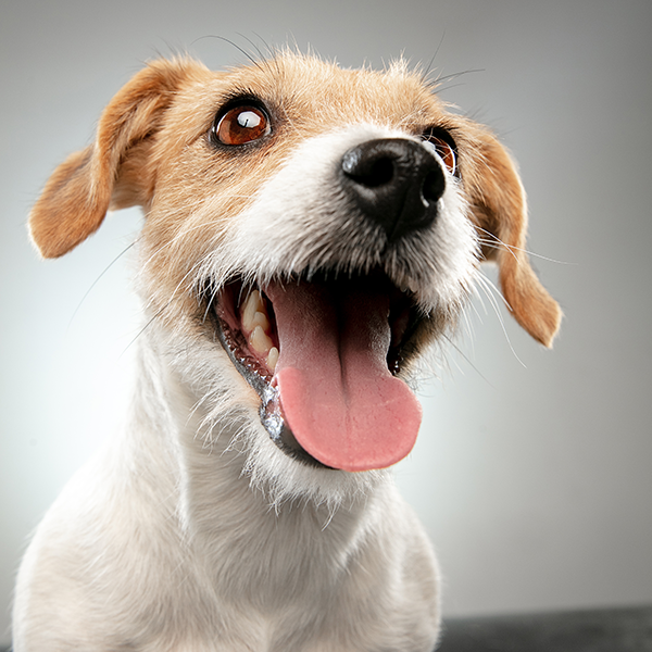 Antes de adotar ou comprar um cachorro, saiba qual a raça ideal para você.