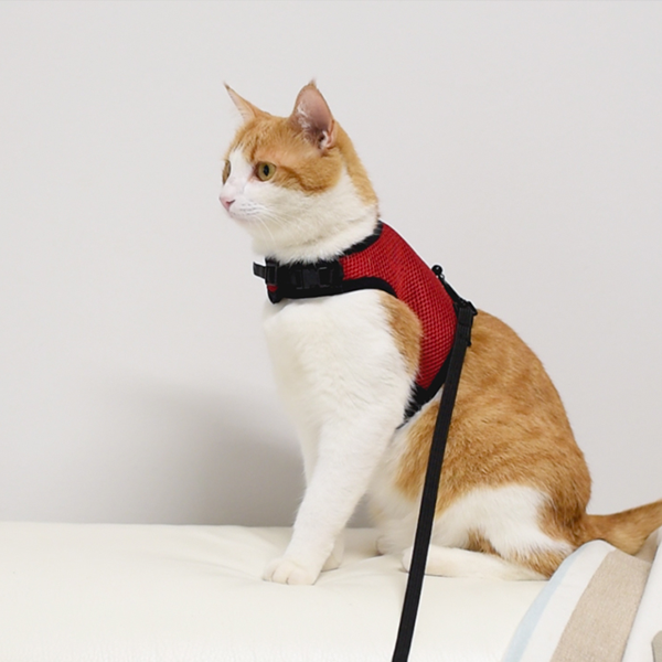 Leve o gato para passear na coleira