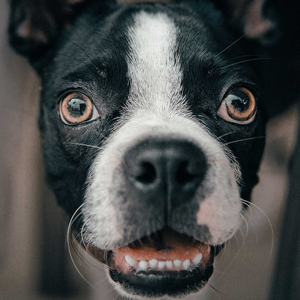 O que fazer com cachorro pidão?