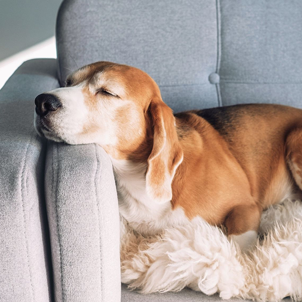 Seu cachorro está com gripe?